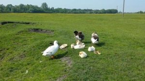 Гуси і гусенята сушать пір'я