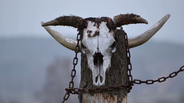 Сонник Бык. Сонник толкование Бык. К чему снится Бык. смотреть онлайн