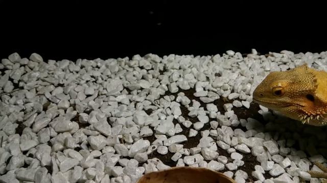 Бородатая агама кормление зоофобасом!!! смотреть онлайн