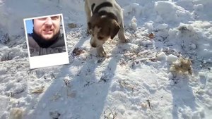 Рахит у русской пегой гончей отступает!