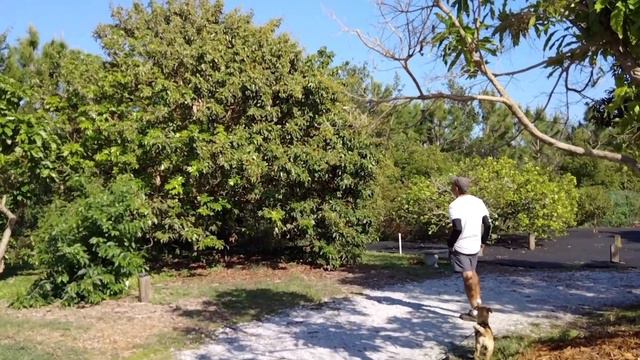 Palma Sola botanical garden Ang dami tropical fruit trees