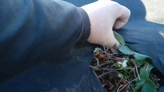 "ПЕРЕТЯГИВАЕМ РАССЫПАВШИЙСЯ АГРОСПАН на /ГРЯДКЕ/"! смотреть онлайн