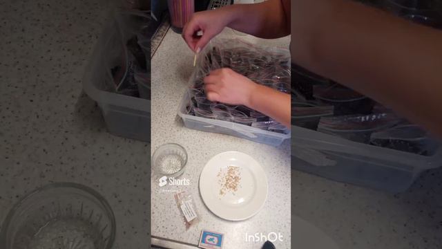 посадка Павловнии в ЗИП пакет смотреть онлайн