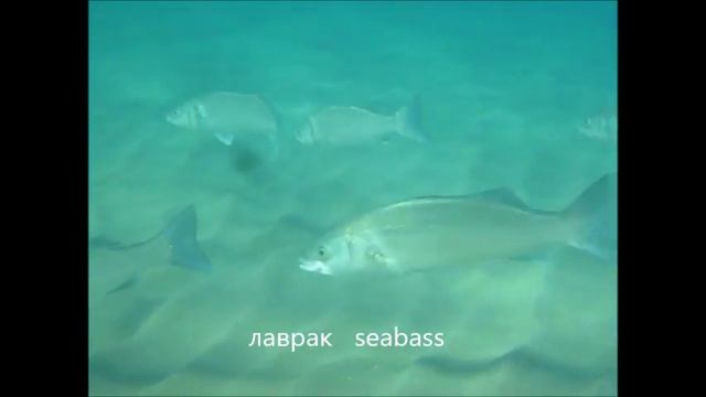 Sea bass fishing Лаврак рыбалка на Крите