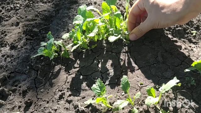 Как проредить репу / как прореживать репу / прореживание репы