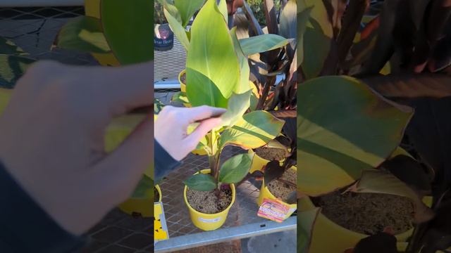 Big Box Plant Shopping at Home Depot! 🥰