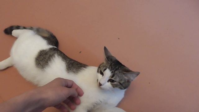 Как кошка ведёт себя во время течки? смотреть онлайн