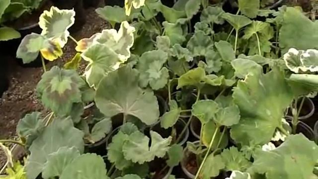 Полив и содержание герани(пеларгонии)  при укоренении. смотреть онлайн