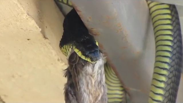 Big boomslang snake eating a bird смотреть онлайн