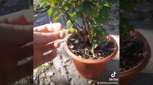 Annabel фуксия