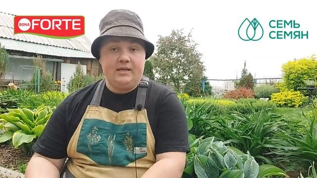 ПОДКОРМИТЕ ЭТИМ ХОСТЫ, чтобы кусты были пышные! Уход за хостой, Защита хост от слизней.