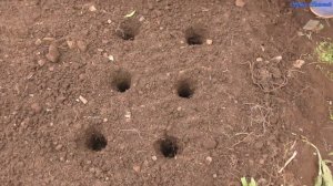 Посадка лука под зиму.  Посадка лука севка под зиму. Семья Булатовых