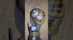 Спаривание улиток