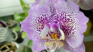 Орхидея фаленопсис РЕДКАЯ "БАБОЧКА" Sogo Diamond 'HLW'./Бриллиант. Очень красивая и исключительная!