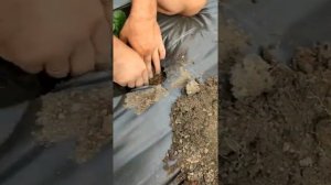 Личинка майского жука (хрущ) на клубнике. Как бороться.