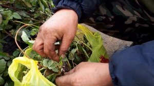 Как нарастить корень на усах клубники.