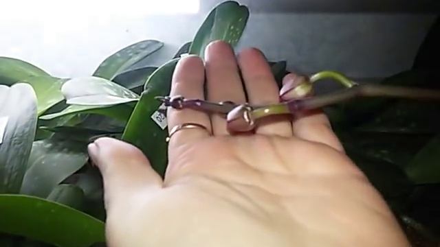 Полив азиатских Орхидей во мхе , без пересадки , по просьбе подписчиков . смотреть онлайн