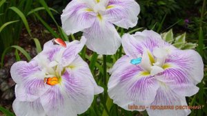 Ирис японский Когешо (iris ensata kogesho) 🌿 ирис Когешо обзор: как сажать саженцы ириса Когешо