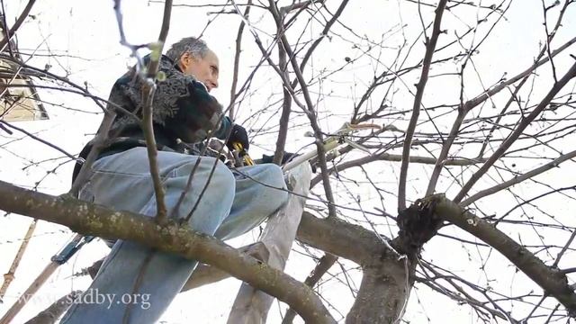 Яблоня после прошлогодней обрезки. Курс Николая Рабушко Обрезка плодовых деревьев ©