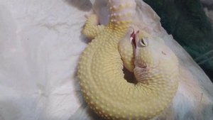 Эублефар после спаривания