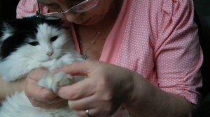 Сахарный диабет у кота. Взятие крови глюкометром