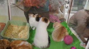 Выставка-продажа котят в Хабаровске