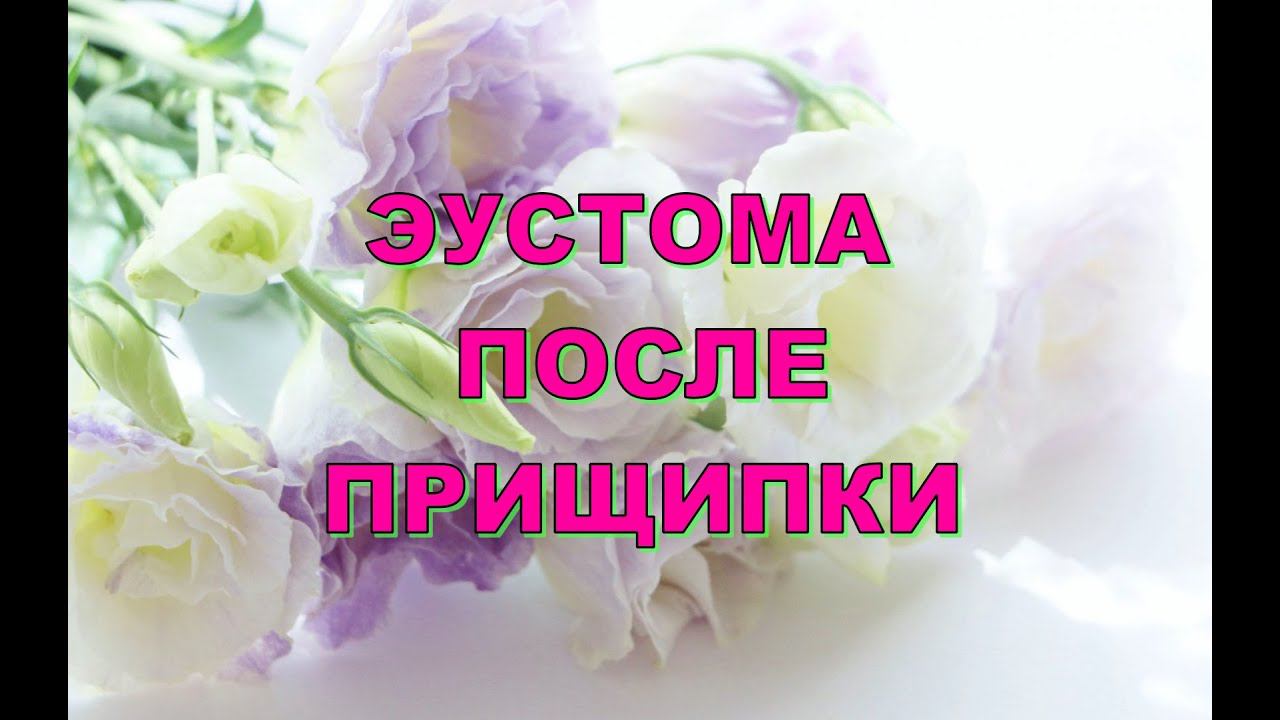 ЭУСТОМА ПОСЛЕ ПРИЩИПКИ