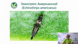 «Тля, белокрылка, трипс. Как распознать. Методы борьбы»