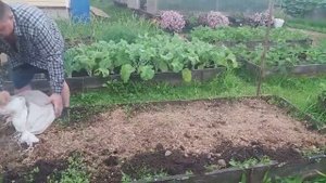 ПЛАНИРОВАНИЕ ПОСАДОК в огороде Севооборот