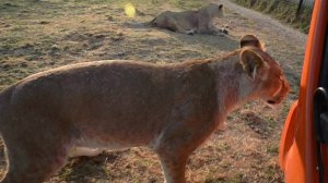 ПОЗИТИВНОЕ  САФАРИ ! Тайган .Крым.