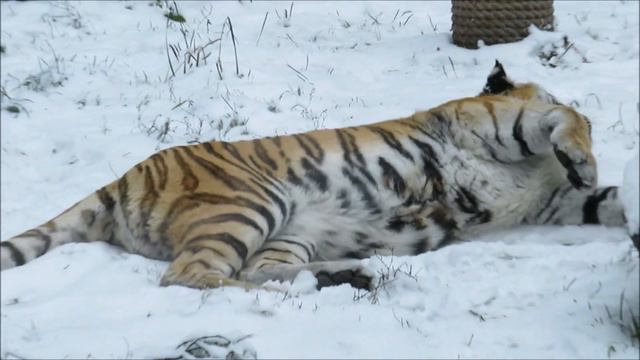 Амурская тигрица Лапа поглядывает на своего друга Максимуса 11.11.2022 смотреть онлайн