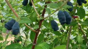 Жимолость Зинри, белорусский сорт,  созревание. 04.06.22
