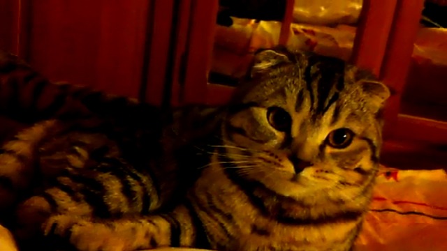 Из жизни котов смотреть онлайн