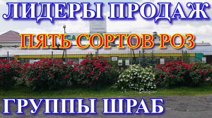 Лидеры продаж. Пять сортов роз группы шраб (парковые)