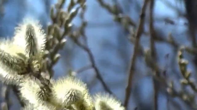 ☀️Пробуждение ВЕСНЫ☀️ смотреть онлайн