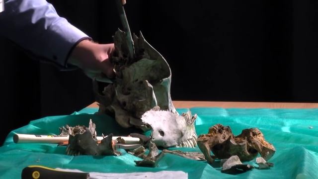 Ученые против мифов 2-8. Алексей Бондарев: Череп инопланетянина своими  руками