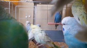 Учим попугая по имени Кузя говорить. Видеоурок 1: "Кузя хорошая птичка"