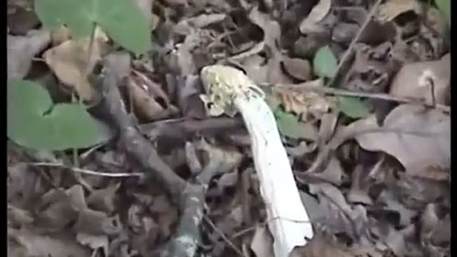 Грибы Веселки и ведьмины яйца грибов. Смоленск. смотреть онлайн