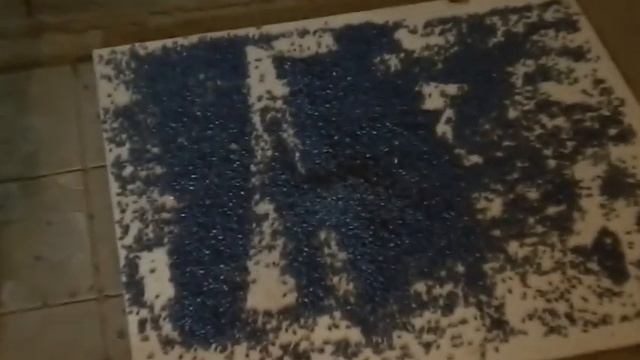 Калибровка семян подсолнечника