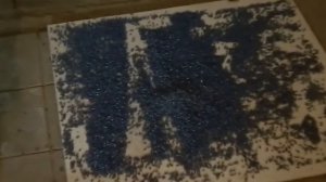 Калибровка семян подсолнечника