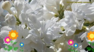 Сирень обыкновенная мисс элен вилмот. Краткий обзор, описание syringa vulgaris Miss Ellen Willmott