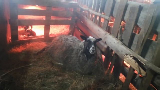 как заставить овца матку принять ягнёнка смотреть онлайн