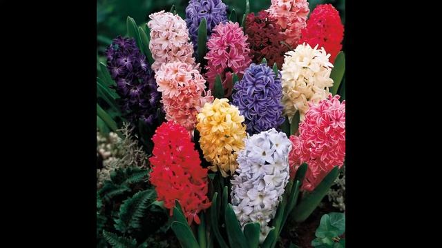 ГИАЦИНТ (HYACINTHUS) сем. Гиацинтовые смотреть онлайн