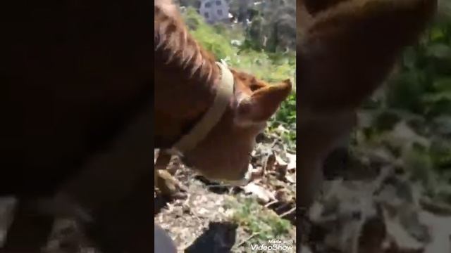 Бычки зебу, зебутерапия смотреть онлайн