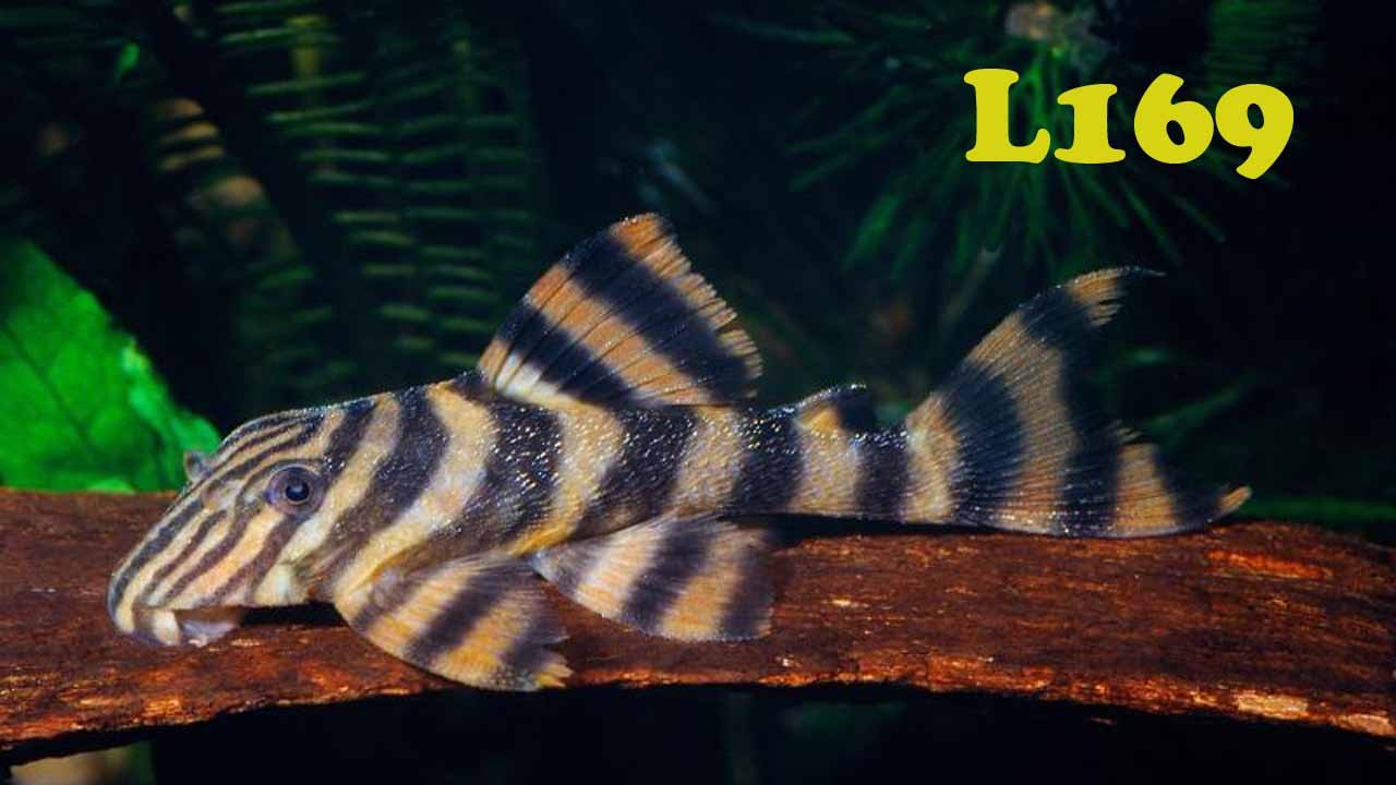 L169 смотреть онлайн