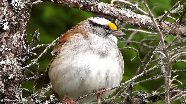 White-throated Sparrow Calls and Sounds | The Anthem of the Boreal Forest смотреть онлайн