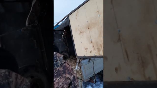 Кобыла русский тяжеловоз "Принцесса".??? видео с опозданием.