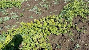Вообщем... одним словом -суходол. Выращивание бахчи.