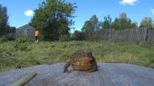 СЕНОКОС и не только. ДОМ И ЖИЗНЬ В ДЕРЕВНЕ