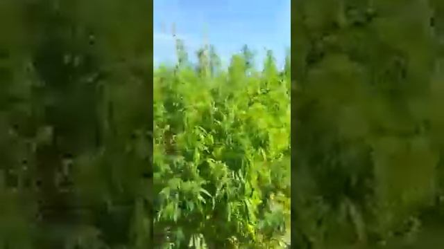 Конопля сорт"Надежда"...)))